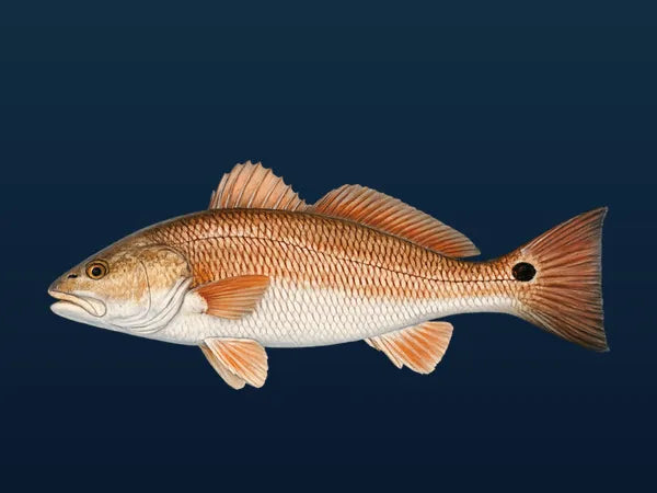 Redfish