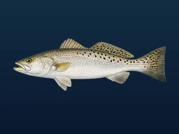 Speckled Trout